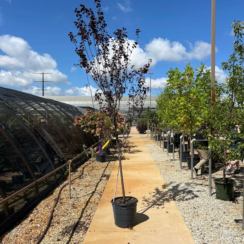 alsipnursery23472188