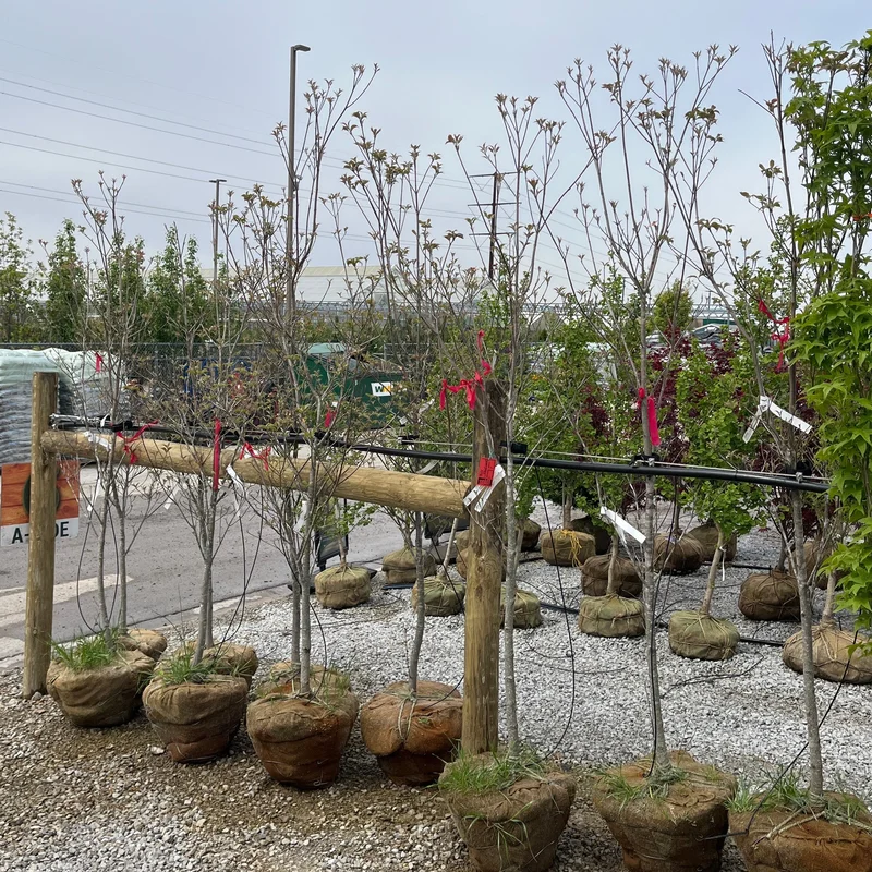 alsipnursery23472198