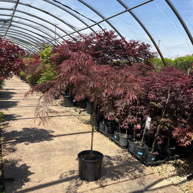 alsipnursery23472222