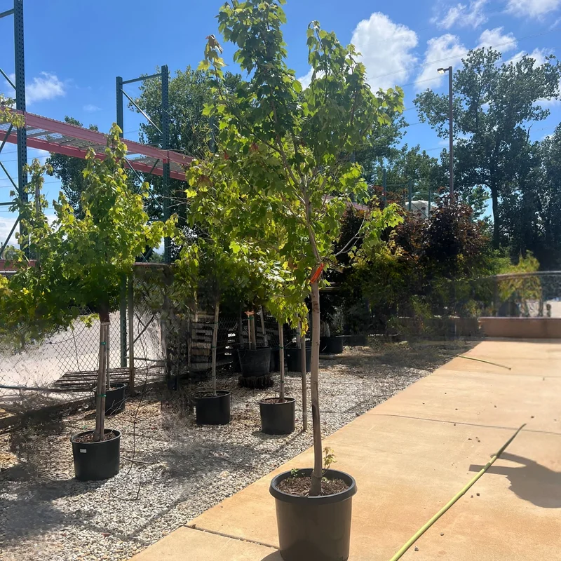 alsipnursery23472231