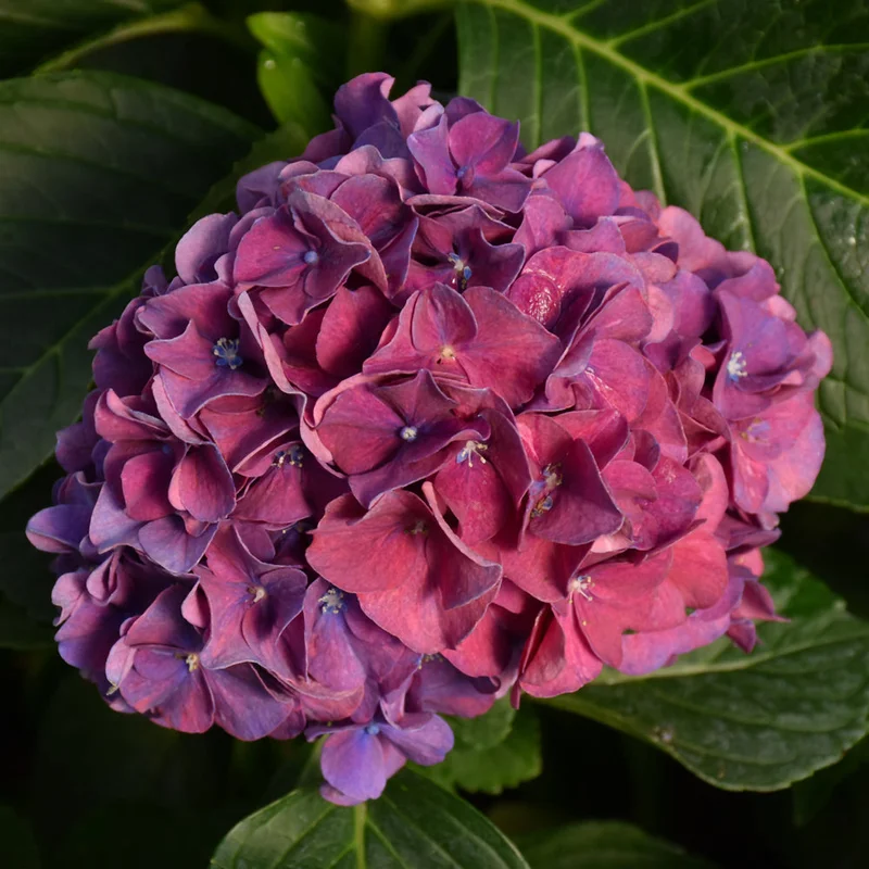 alsipnursery23472273