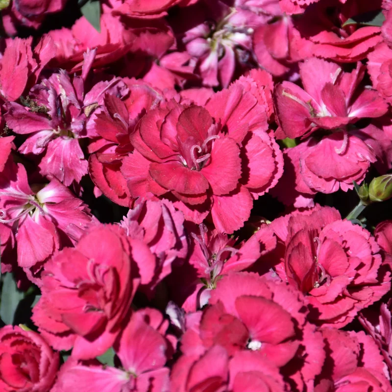 alsipnursery23472291