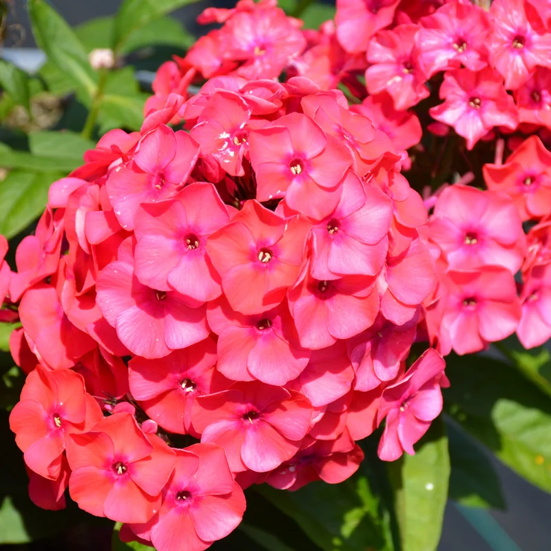 alsipnursery23472301