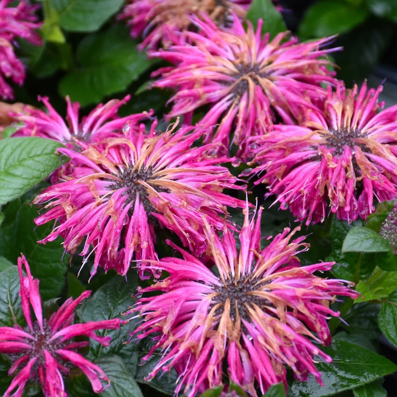 alsipnursery23472317