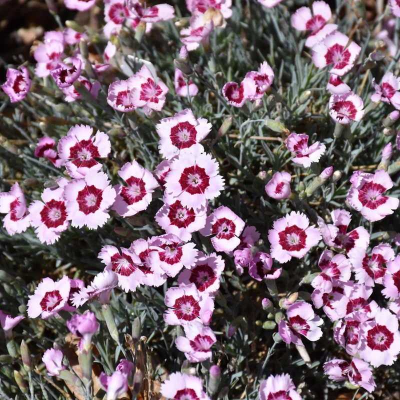alsipnursery23472325