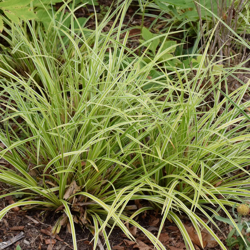 alsipnursery23472333