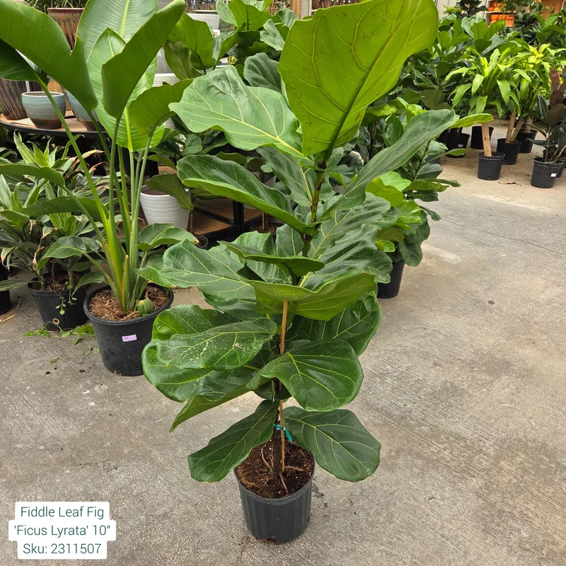 alsipnursery23472362