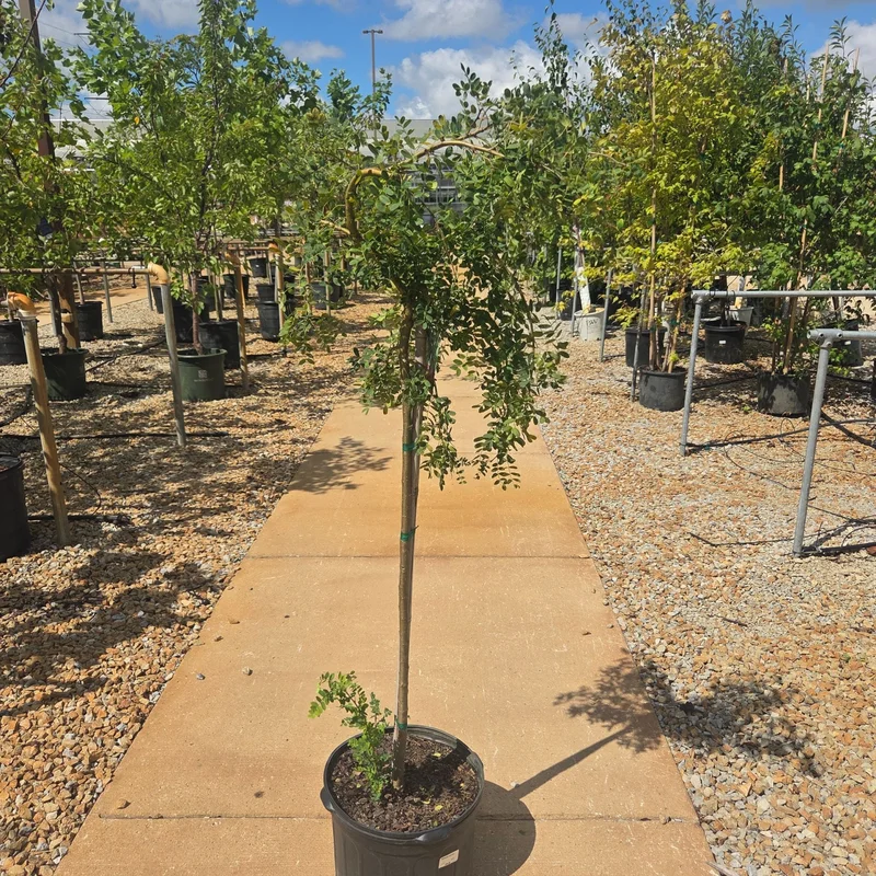 alsipnursery23472740