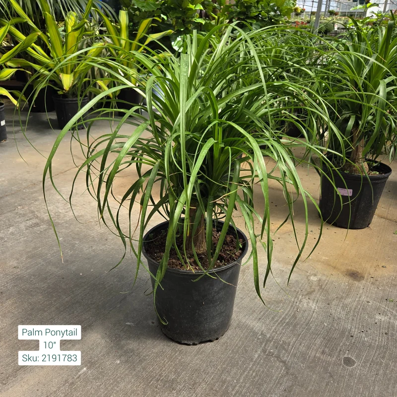alsipnursery23472799