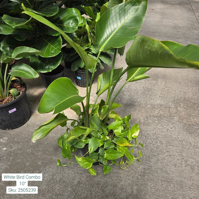 alsipnursery23472850