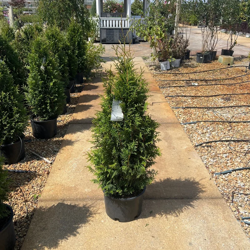 alsipnursery23472877