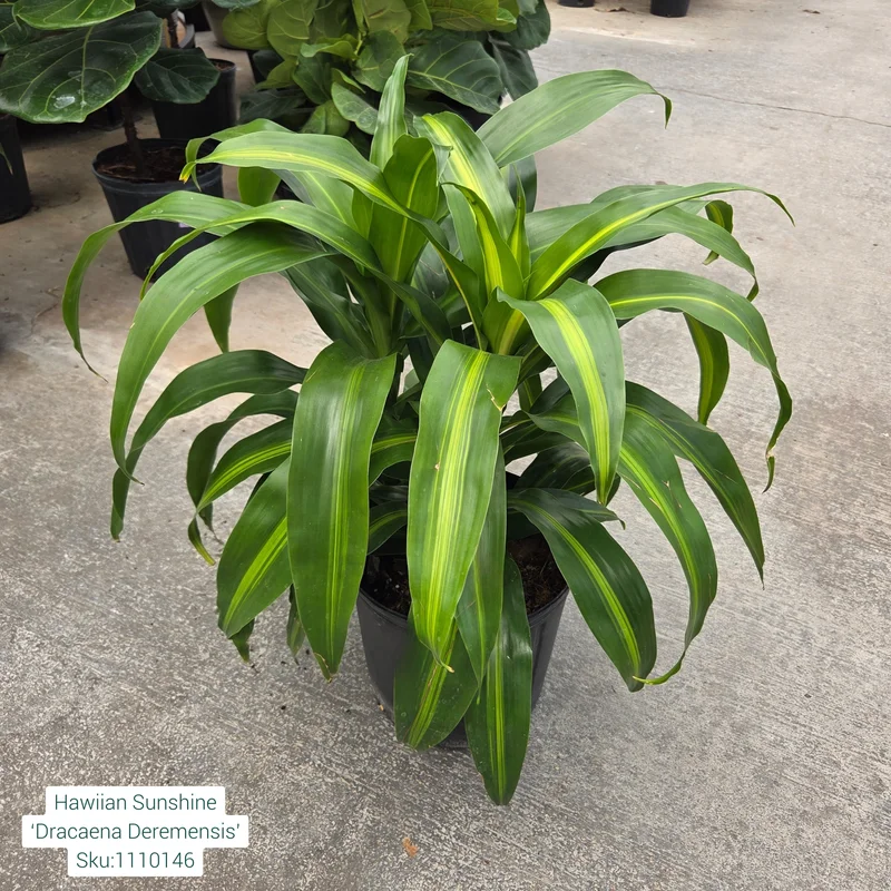 alsipnursery23472891