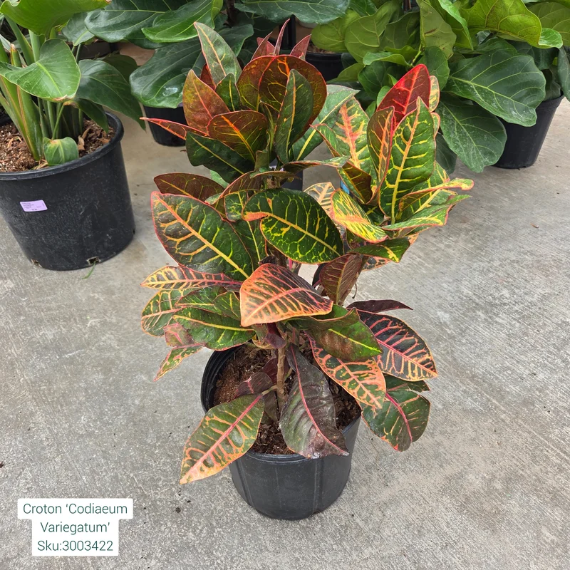 alsipnursery23472901
