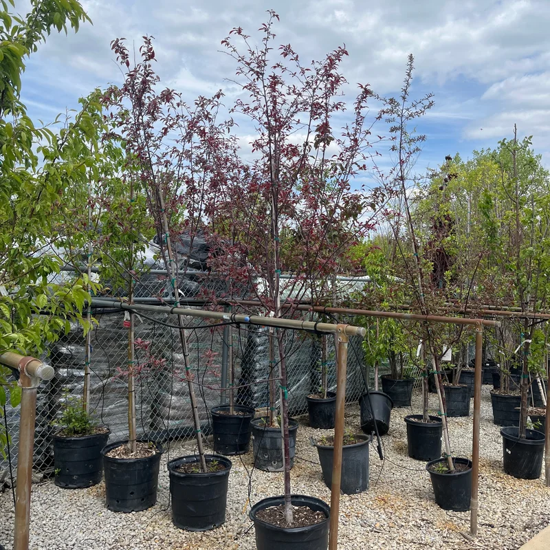 alsipnursery23472913
