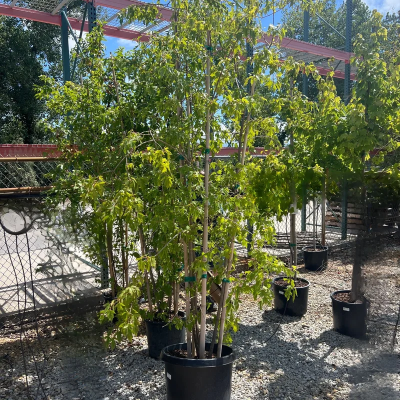 alsipnursery23472924