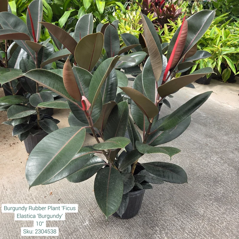 alsipnursery23472958