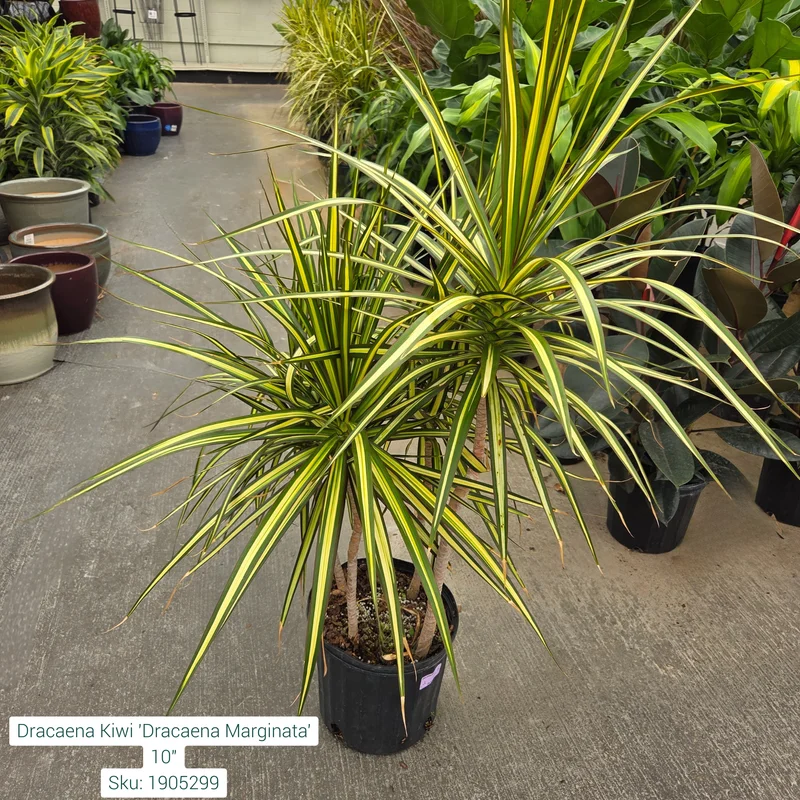 alsipnursery23472991