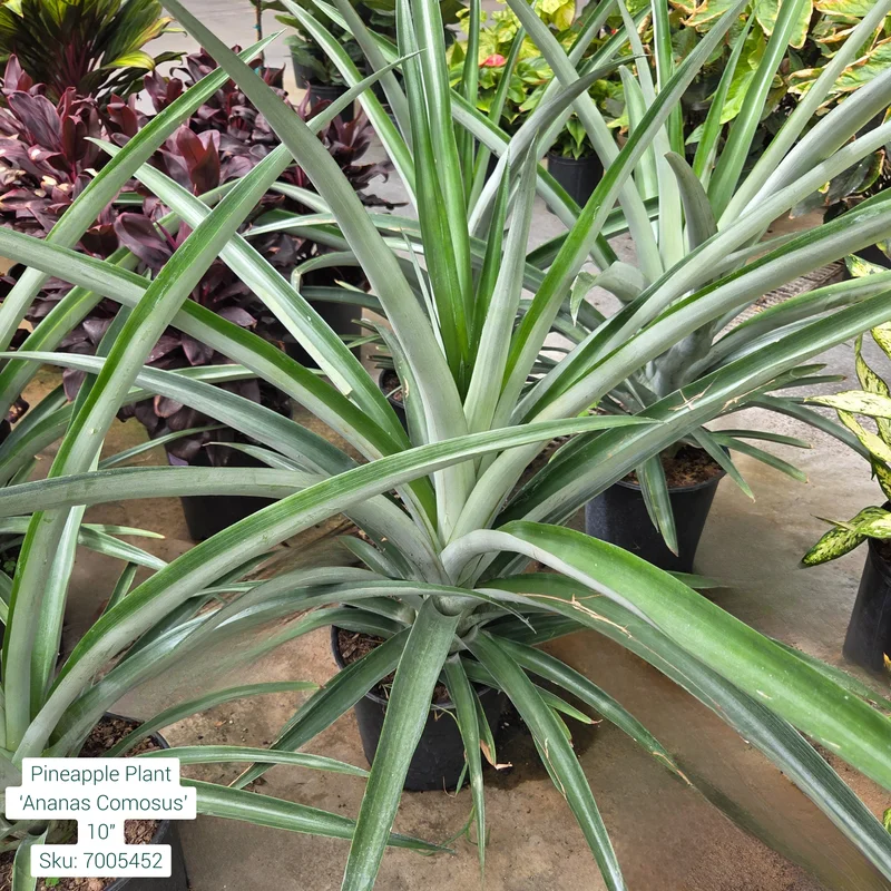 alsipnursery23473030