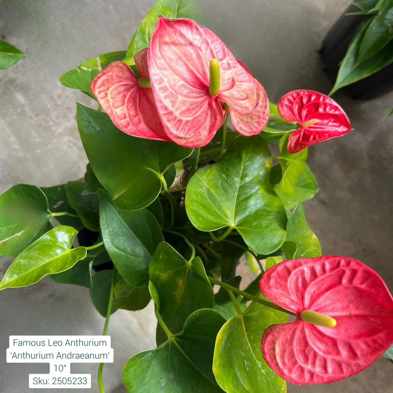 alsipnursery23473043