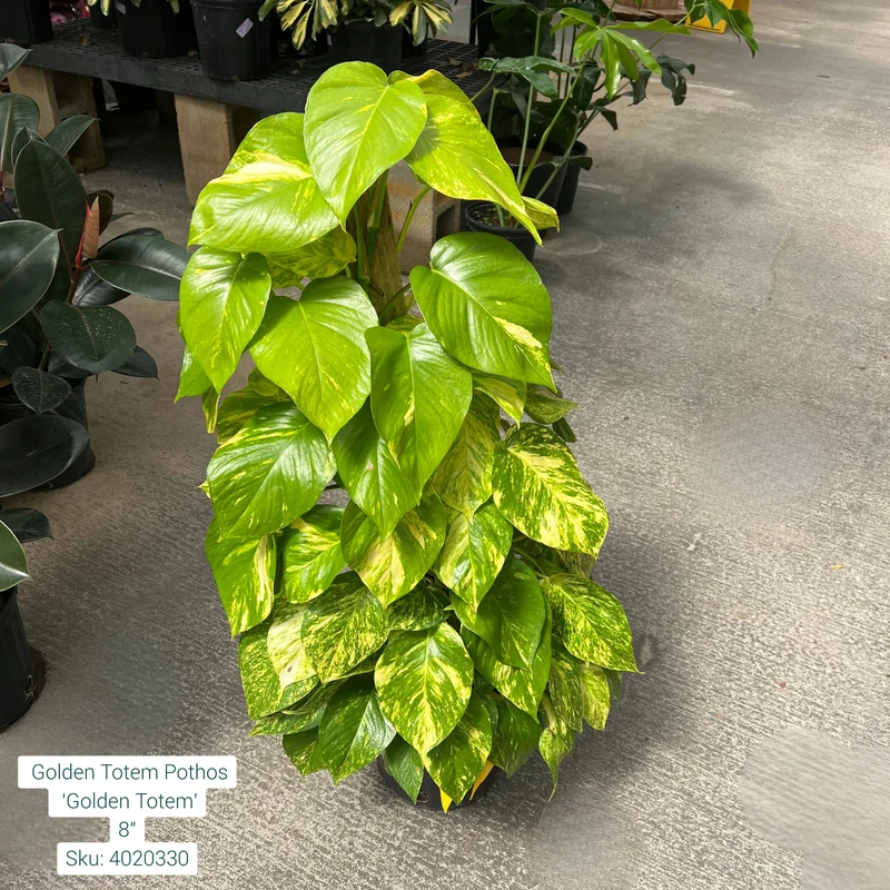 alsipnursery23473055