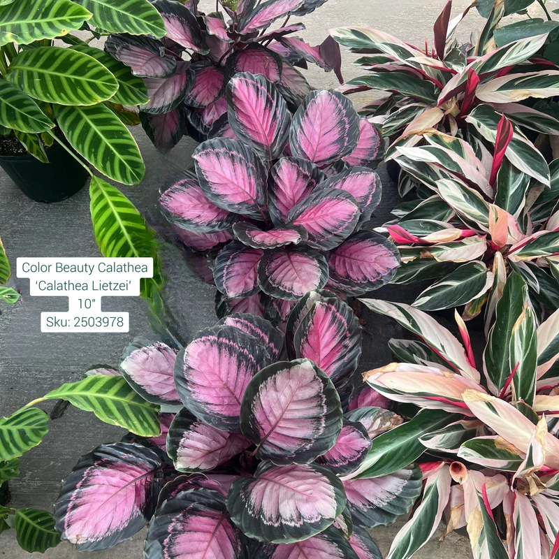 alsipnursery23473081