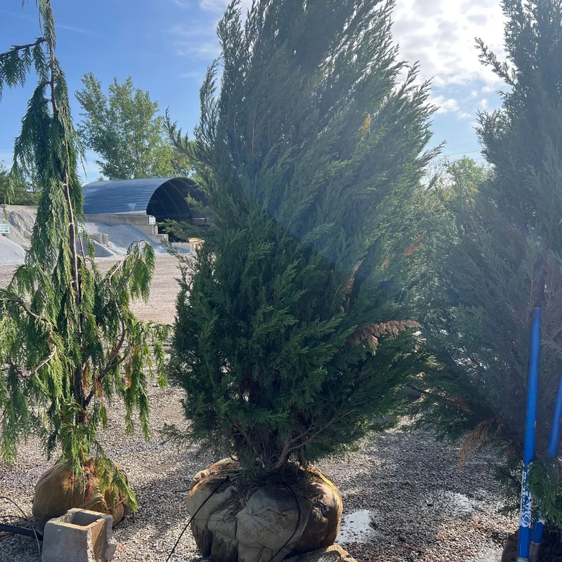 alsipnursery23473108