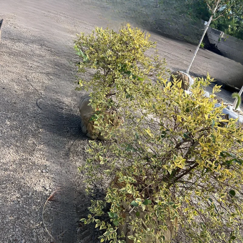 alsipnursery23473117