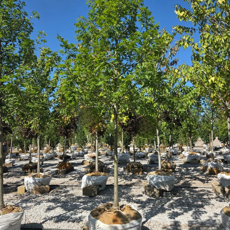 alsipnursery23473125