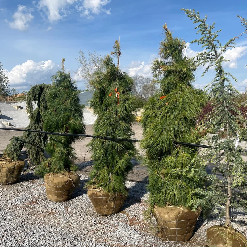 alsipnursery23473162