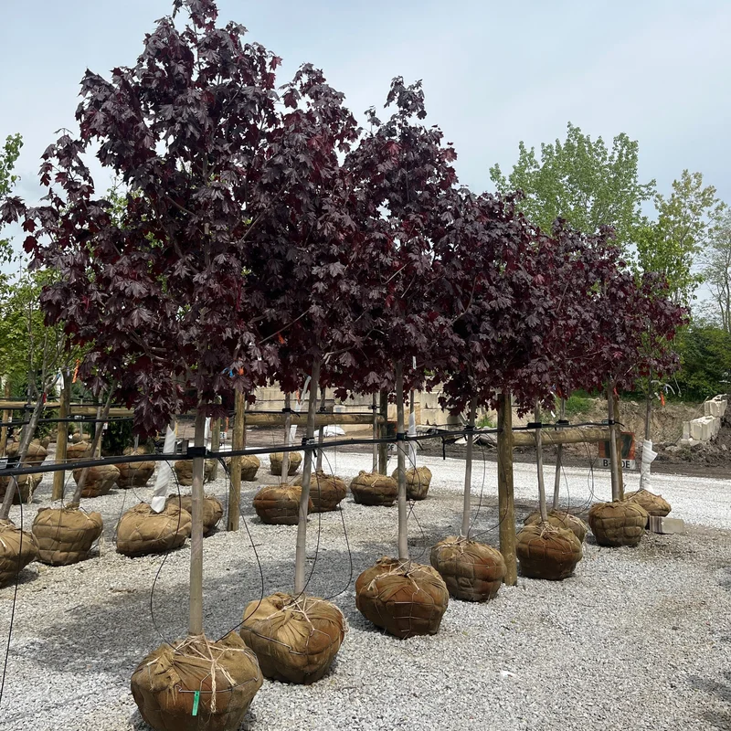 alsipnursery23473192
