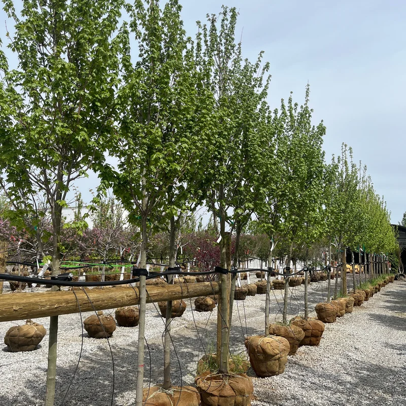alsipnursery23473206