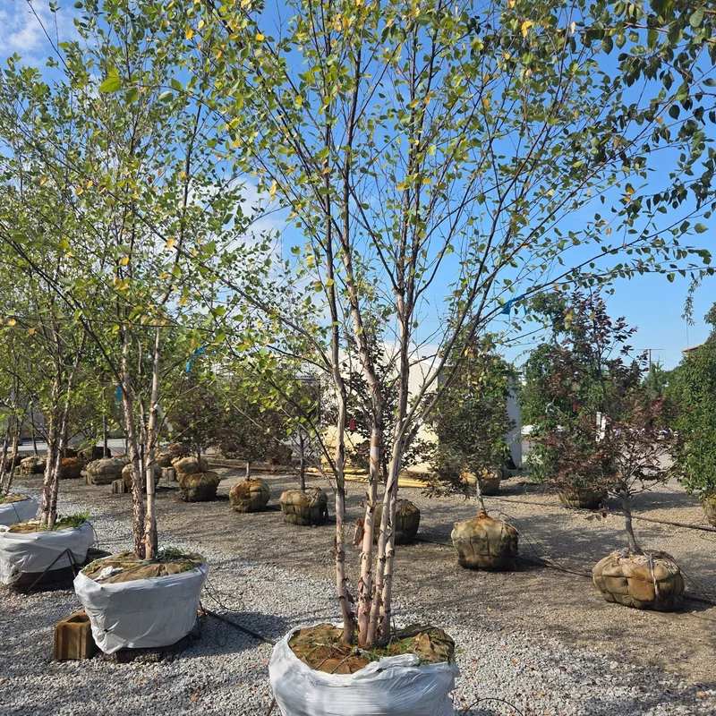 alsipnursery23473214