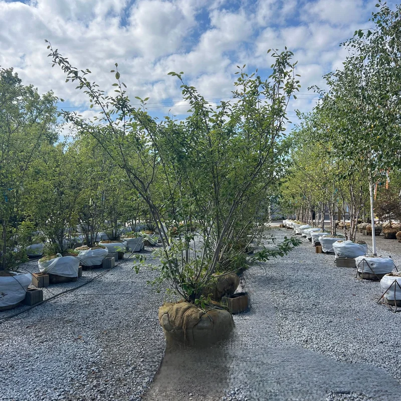alsipnursery23473226