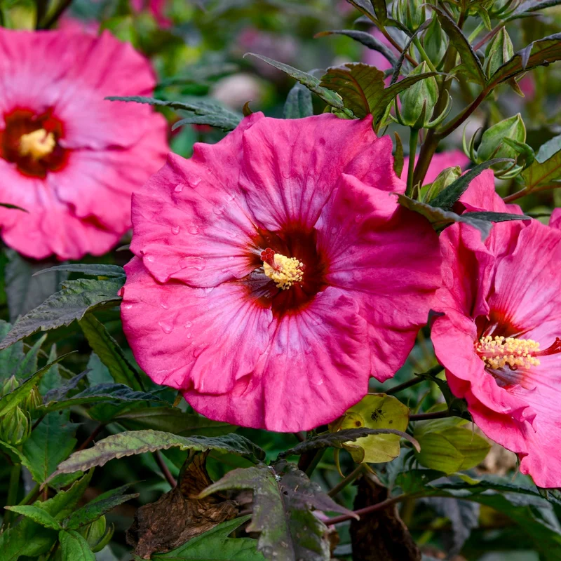 alsipnursery23473233