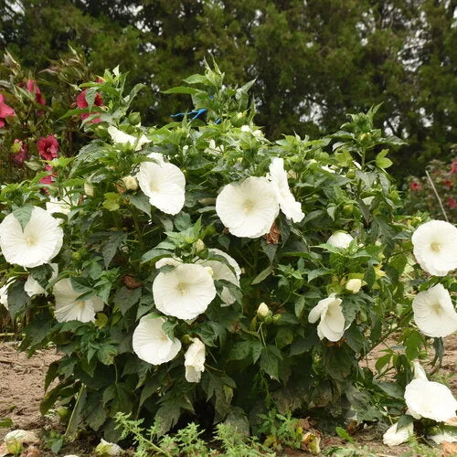 alsipnursery23473242