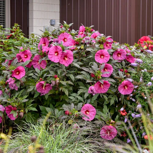 alsipnursery23473250