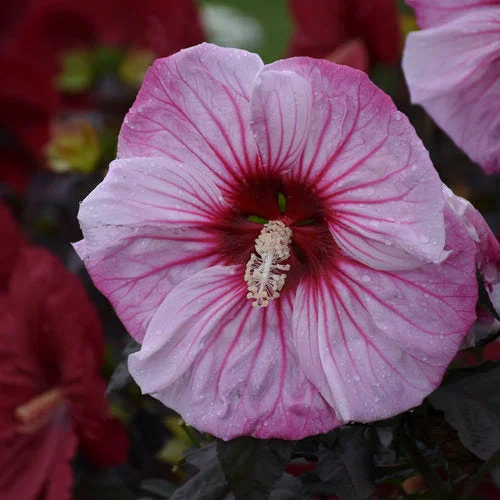 alsipnursery23473288