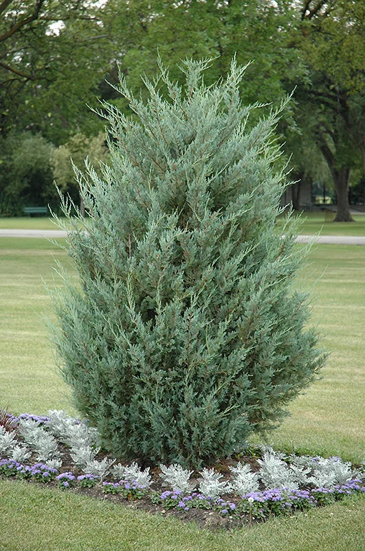 alsipnursery23473647