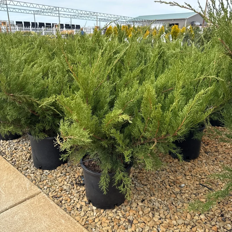 alsipnursery23473698