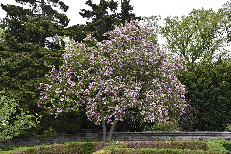 alsipnursery23473711
