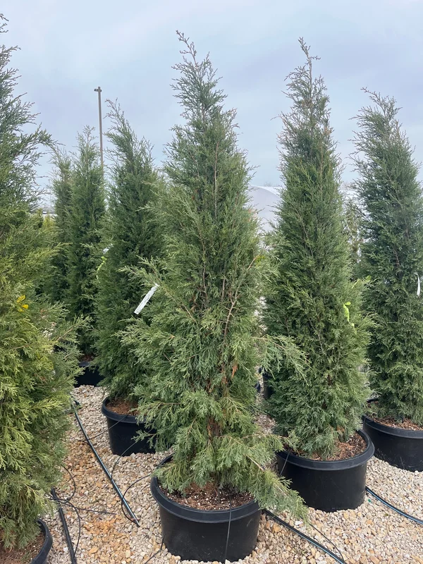 alsipnursery23473759
