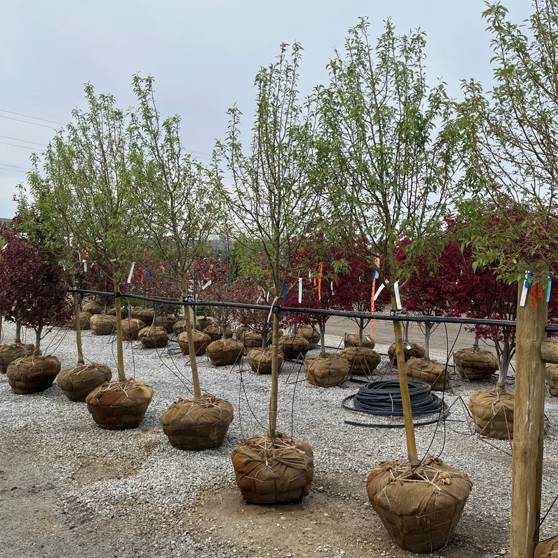 alsipnursery23473999
