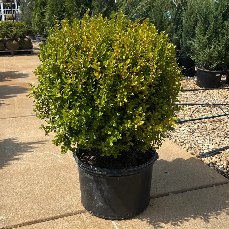 alsipnursery23474009