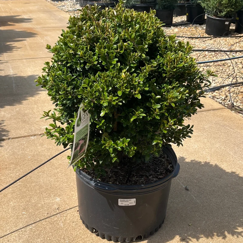 alsipnursery23474020