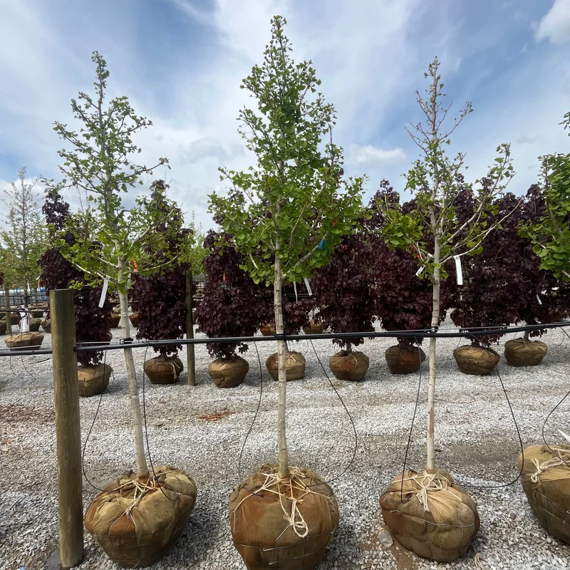 alsipnursery23474065