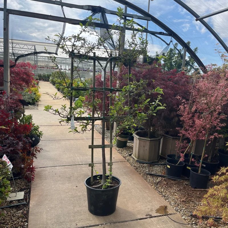 alsipnursery23474083