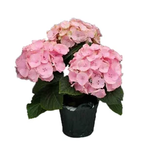 alsipnursery23474173