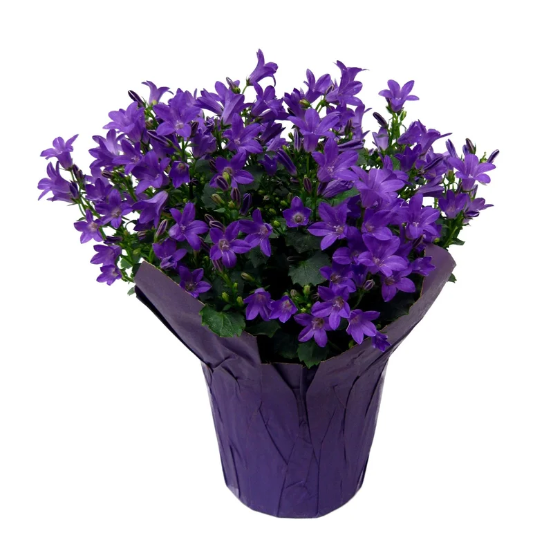 alsipnursery23474180