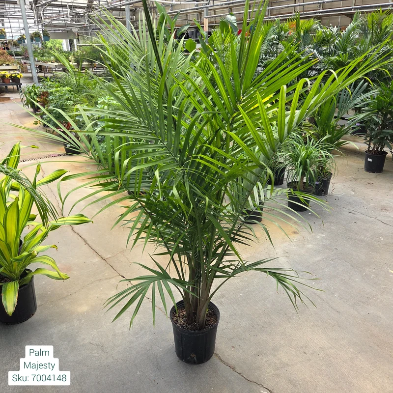 alsipnursery23474199