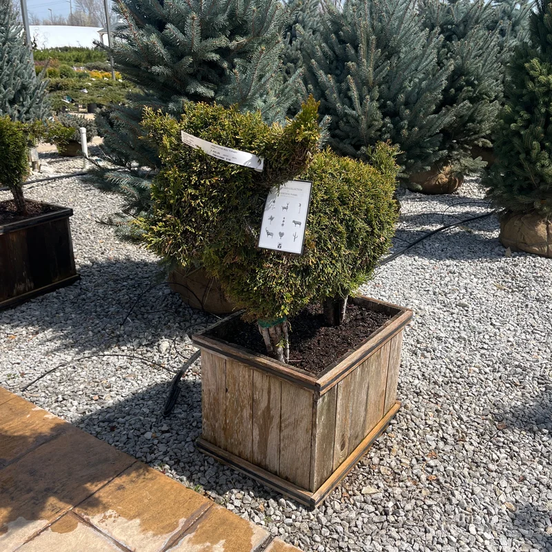 alsipnursery23474505